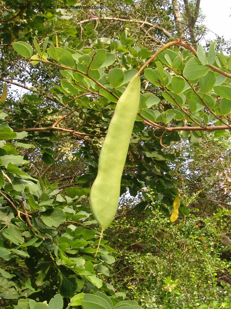 Bauhinia petersiana ssp macrantha--So. Africa. Lowveld Nat. Bot. Gard. 14 Mch 05. 142.jpg