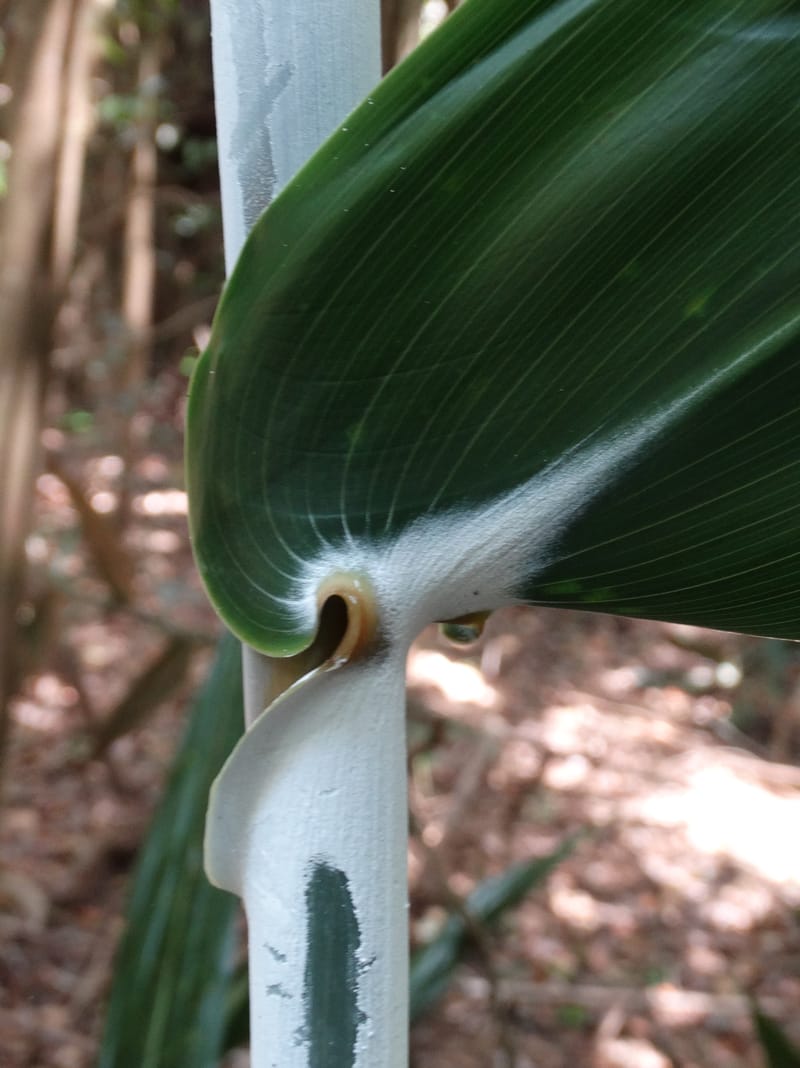 Flagellaria, Callmander, M 1254--New Caledonia. Nehoue Forest. 17 Nov 2015. DSC03041 (217).JPG