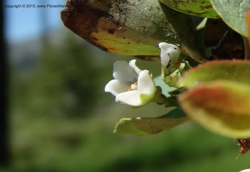 Gaultheria humifusa, Davidson, C 12546--ID. Valley Co. Cloochman Saddle Rd. 1 Jul 2014. DSC09181 (48).JPG