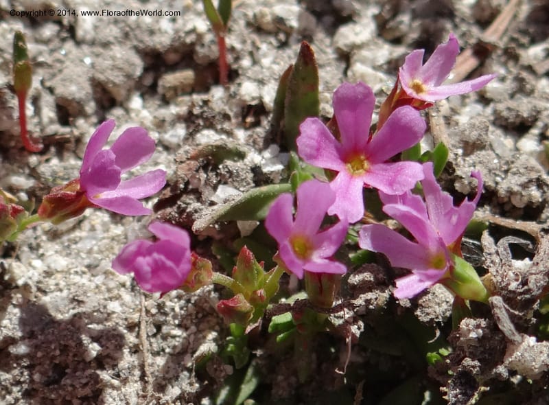 Douglasia, Davidson, C 12194--ID. Boise Co. Scott Mtn. Lookout Road. 18 Jun 2013. DSC06609 (74).JPG