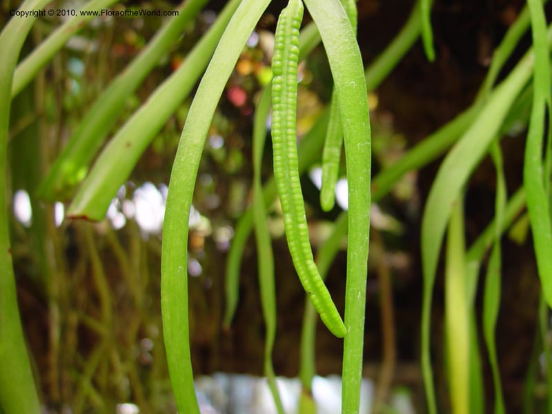 Ophioglossum pendulum. ID 3867-12978--Florida. Fairchild Bot. Gard. 16 Jan 03. 034.jpg