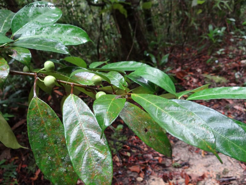 Ficus, S.98873--Malaysia, Sarawak. Kubah Nat. Park. 28 Mar 2012. DSC05973 (214).JPG