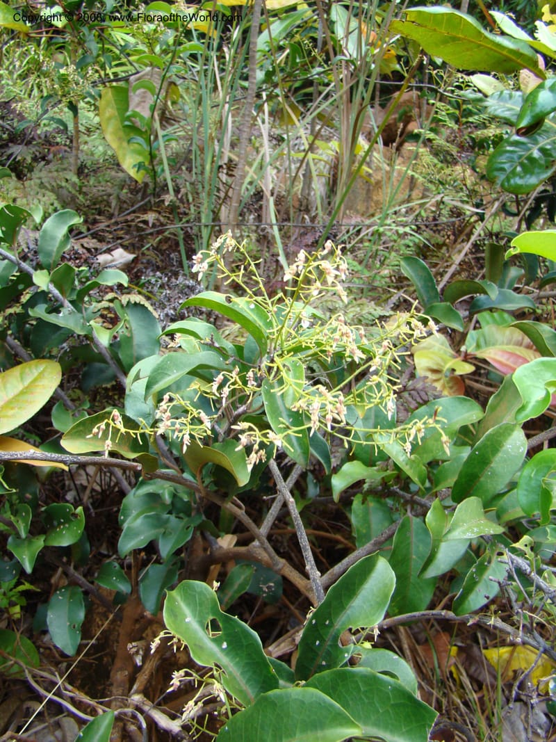 Agatea longipedicellata, JMunzinger4841--New Caledonia. Kwe Bwinyi Riv., old bridge. 18 Nov 07. 002.jpg