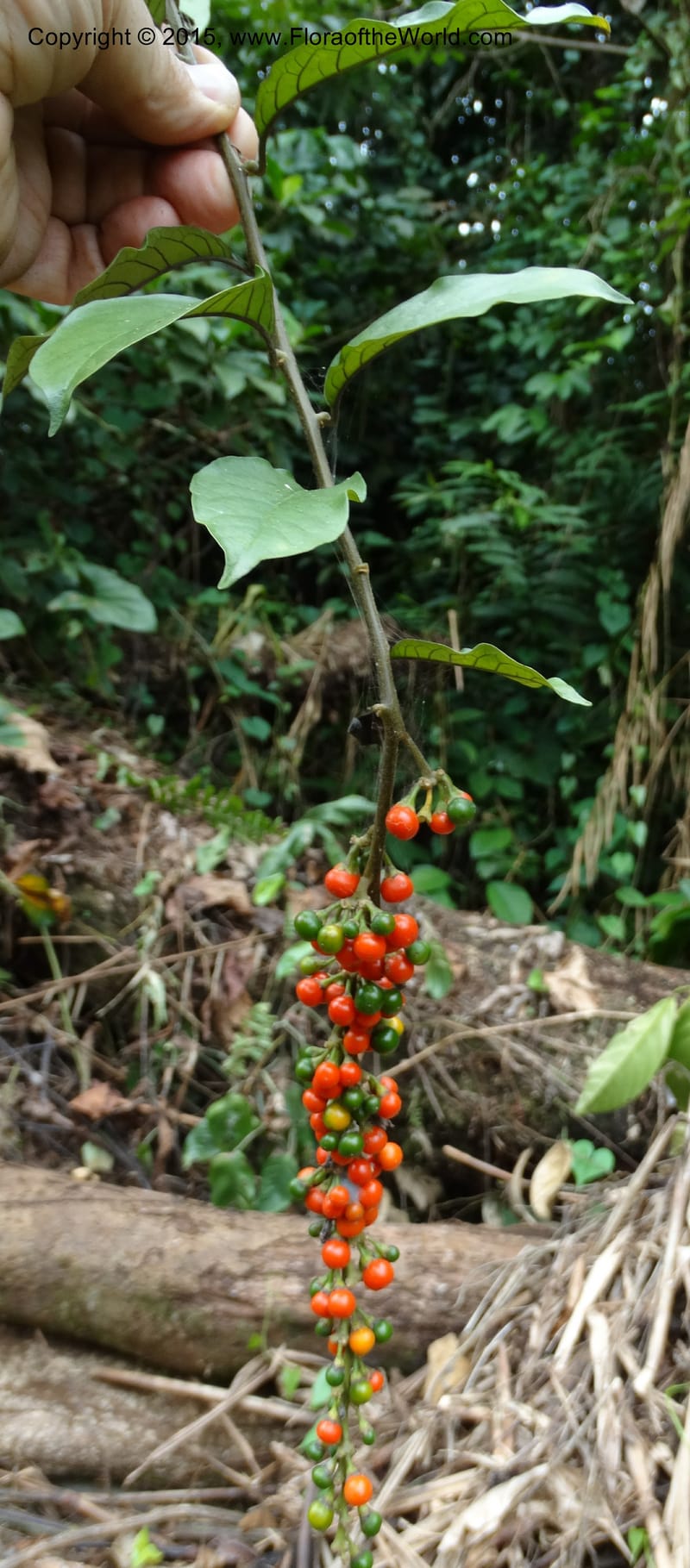 Solanum, Davidson, C 12333--Cameroon. Etome Village to Etinde. 18 Mar 2014. DSC02275 (169).JPG
