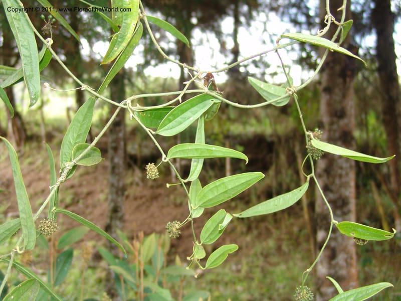Smilax obliqua, RVasquez 31461--Peru. Prov. Oxa. Parq. Nac. Yanachaga Chemillen. 12 Oct 06. 177 (4).jpg