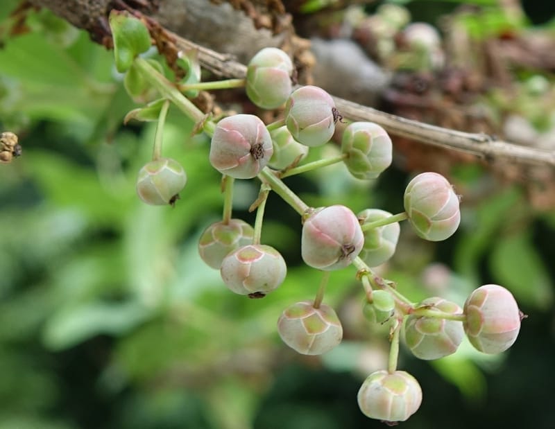 Coriaria japonica, Tseng Yu-Hsin 1320--Taiwan. SW of Nanshan on highway 7. 20 May 2016. DSC03339 (167).JPG