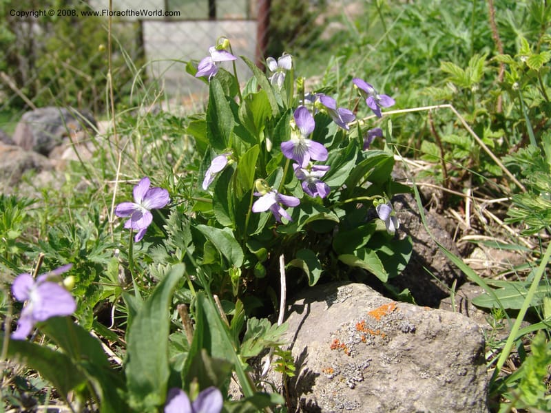 Viola somchetica--Georgia. Kazbeki . Trail-road to Sameba Church. 2 Jun 05. 054.jpg