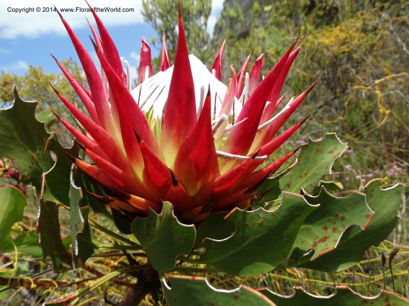 Protea cynaroides, Davidson, C 12315--South Africa. Western Cape. E. side, Fernkloof. 24 Jan 2014. DSC01799 (123).JPG