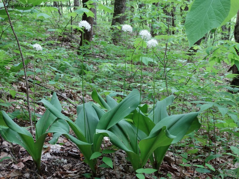 Clintonia umbellulata, [Davidson, C 12988]--North Carolina. Macon Co. Standing Indian. 14 May 2015. DSC05212 (62).JPG