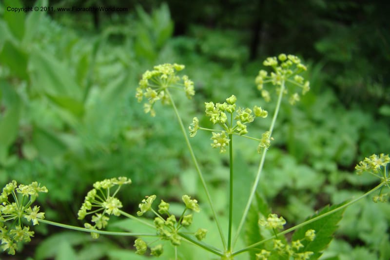 Osmorhiza purpurea, C. Davidson 11422--Idaho. Adams Co. Smokey Boulder Rd. 6 June 2009. 165.jpg