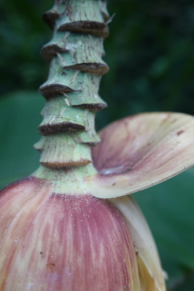 Musa formosana, Chung Kuo-Fang 3351--Taiwan. Wulai Distr. Wulai village. Hsing Hsian Trail. 19 May 2016. DSC03046 (171).JPG