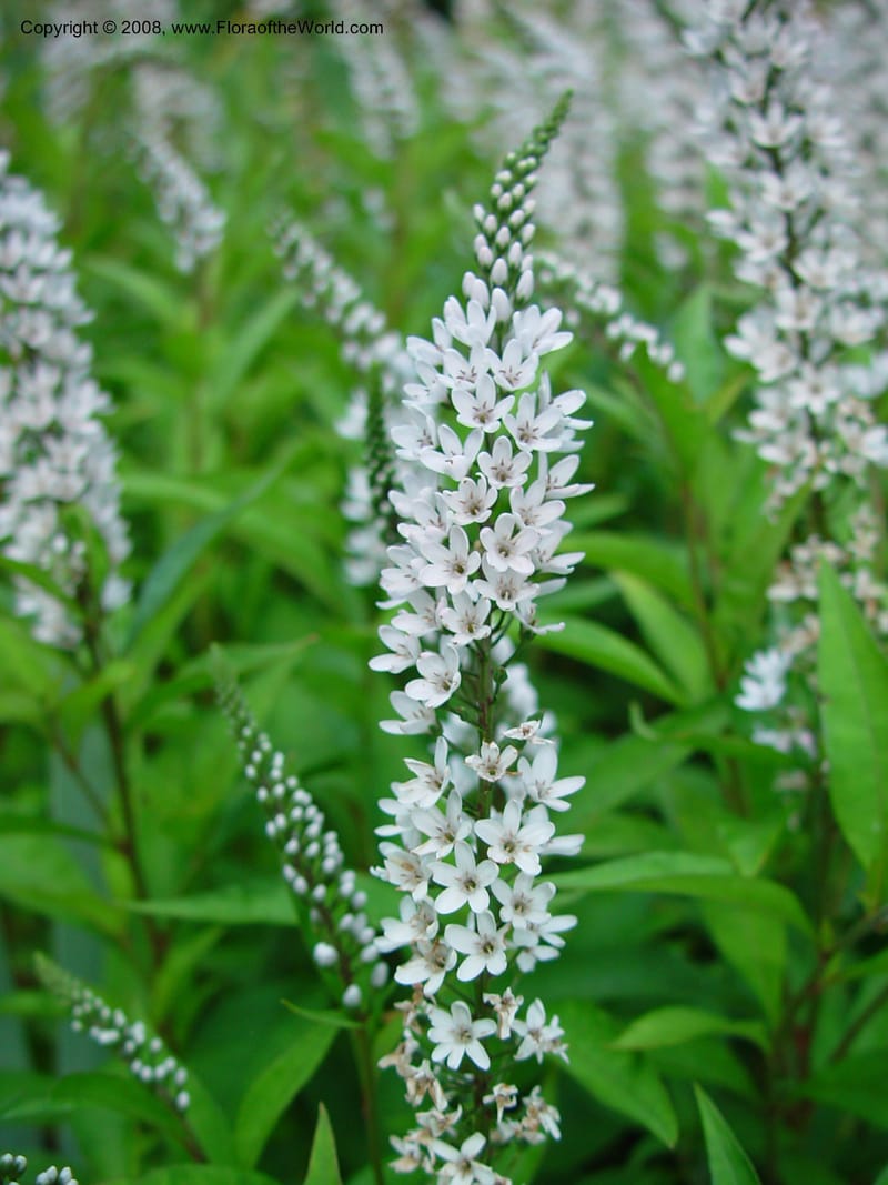 Lysimachia clethroides--ID. Valley Co. Charlie's Garden, Payette Lake. 15 Sep 02. 015.jpg