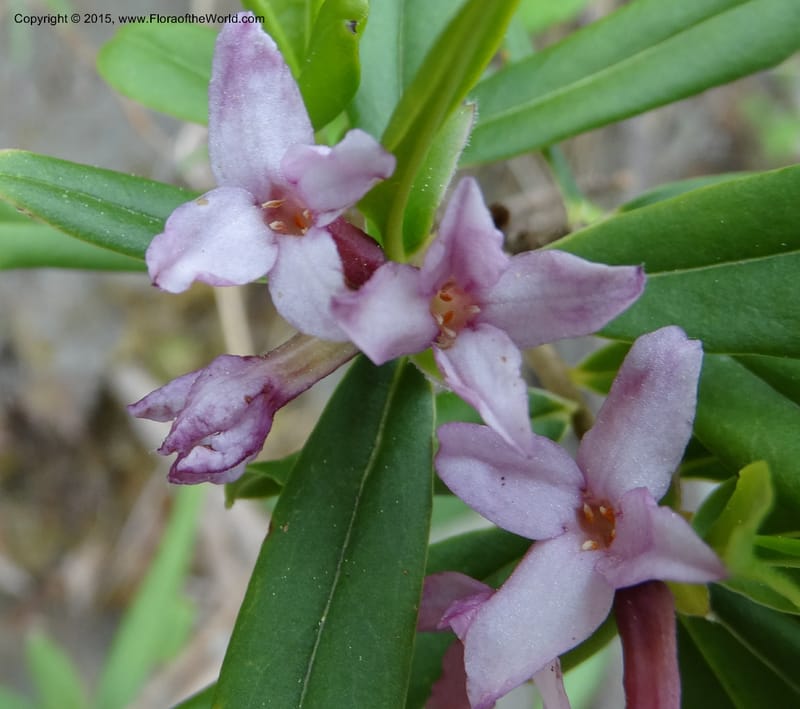 Daphne, Boufford, D 43616--China. Sichuan. ShaShiDuo. 8 May 2014. DSC04232 (29).JPG