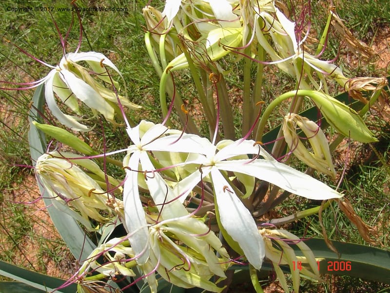 Crinum sp. unk., Not collected-Madagascar 004 (3).jpg
