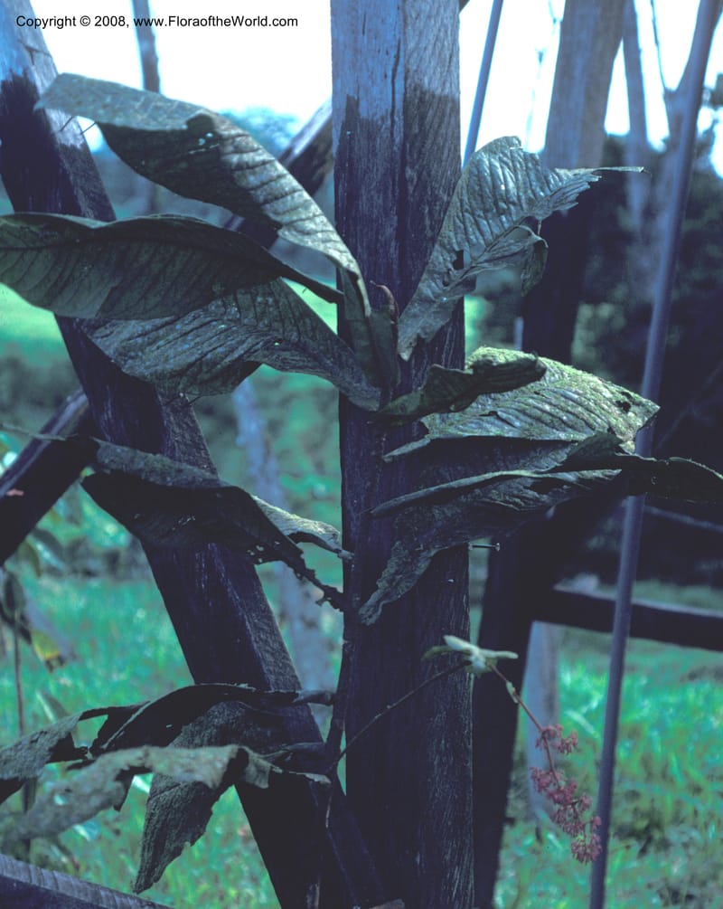 Ardisia, CDavidson8648--Costa Rica. Limon. Hda. Tapezco. 22 Aug 79. 001.jpg