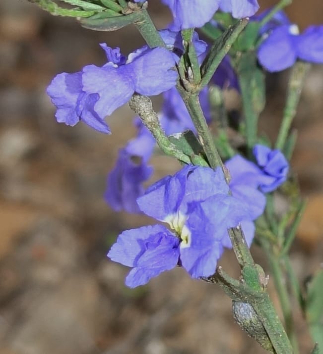 Dampiera fasciculata, Davidson, C 13525--Australia. W. A. Trail to Mt. Hassell. 30 Oct 2016. DSC07078 (72).JPG