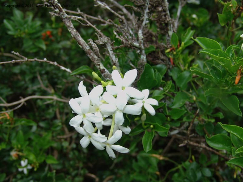 Jasminum angulare--So.Africa. E. Cape. Kap Riv. Nat. Res. 7 Mch 05. 071.jpg