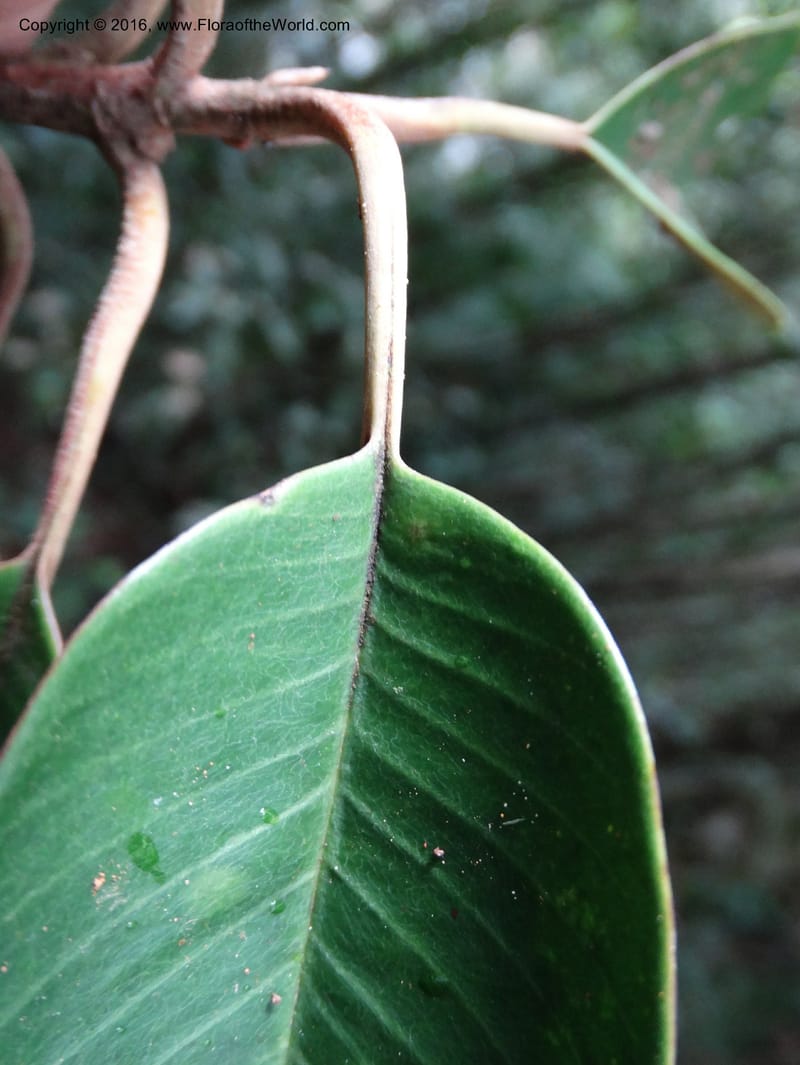 Palaquium, Davidson, C 12740--Sabah. Mt. Kinabalu. Bundu Tuhan Trail. 11 Oct 2014. DSC04153 (142).JPG
