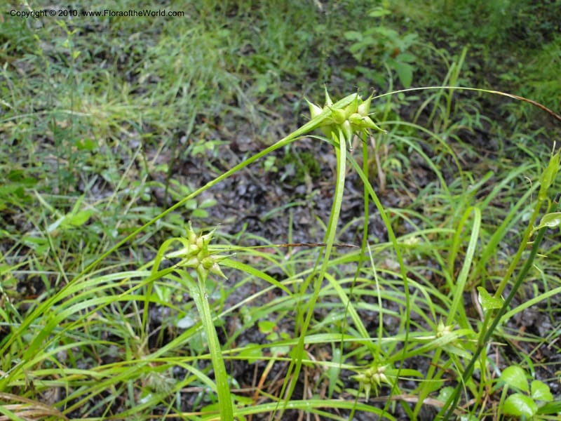 Carex intumescens, Mori, S 27441, North Carolina, Wake Co., Boyce Bridge Rd, 25 May 2010 (30).JPG