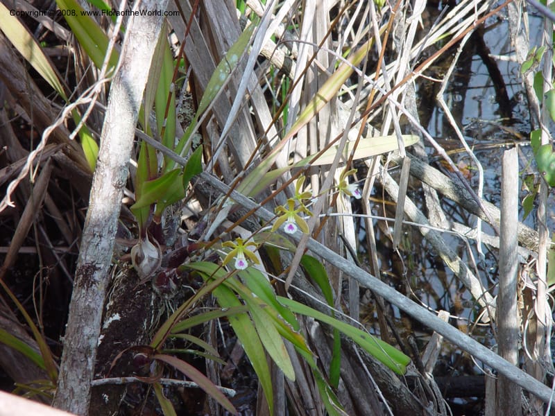 Encyclia tampensis--FL. Miami-Dade Co. Everglades Nat'l. Pk. Royal Palm Visitor Ctr. 15 Jan 03. 023.jpg