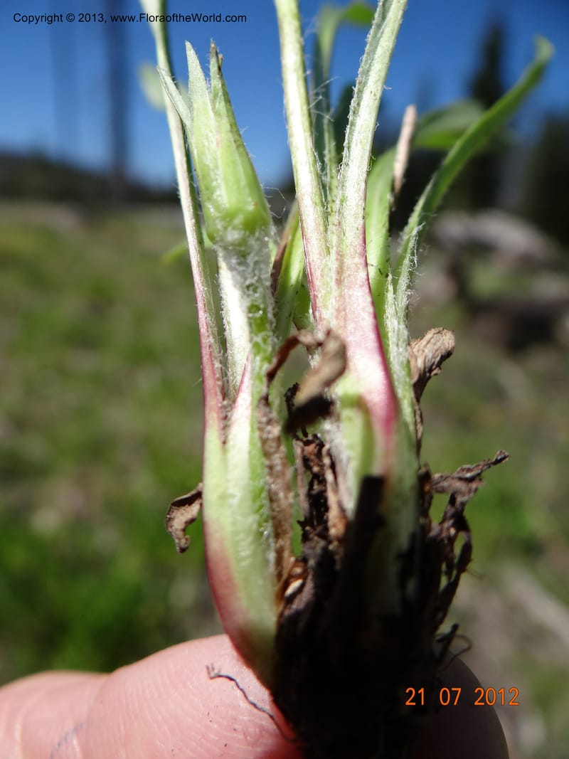 Agaseris aurantiaca, Davidson, C 12060--USA, Idaho, Valley Co., 21 July 2012  2806 (34).JPG