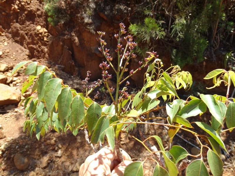 Polyscias, Lowry, P 7417--New Caledonia. PinPin. 20 Nov 2015. DSC03938 (198).JPG