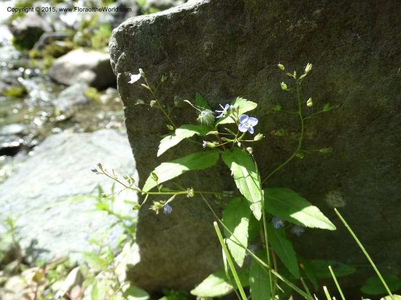 Veronica americana, Davidson, C 12583--ID. Idaho Co. Rd. to Seven Devils. Small Cr. 15 Jul 2014. DSC00072 (5).JPG