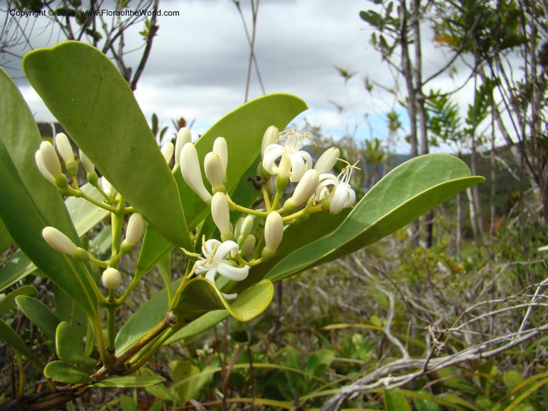 Coelospermum crassifolium, JMunzinger4907--New Caled. Parc Prov. Riviere Bleue. 22 Nov 07. 162.jpg