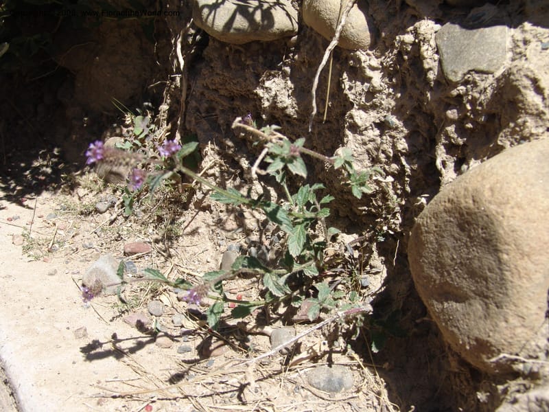 Verbena weberbaueri--Bolivia. La Paz. Send. Aguila. 4 Dec 04. 230.jpg