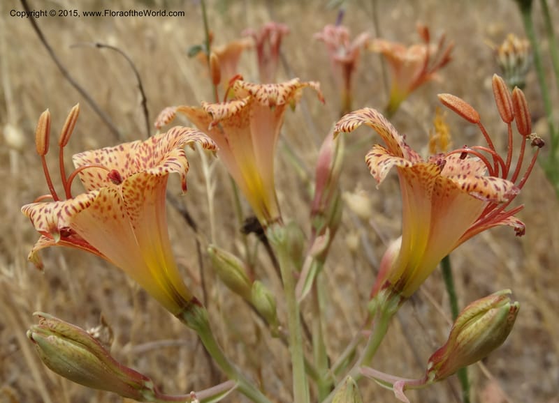 Alstroemeria versicolor, Davidson, C 12826--Chile. Ruta J-55 east of Talca. 27 Nov 2014. DSC08682 (145).JPG