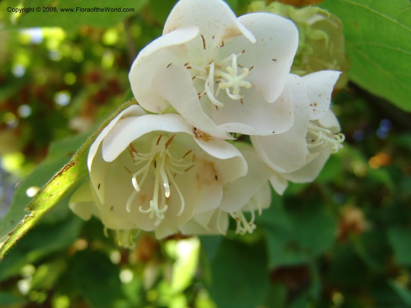 Dombeya torrida--Kenya. Brackenhurst Bot. Gard., Limuru. 26 Jun 04. 037.jpg