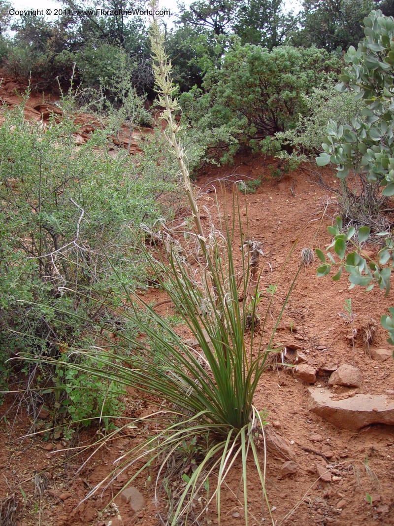 Nolina microcarpa--AZ. Hwy 89A, Oak Cr Canyon, s of Flagstaff. 5 Jun 03. 064 (1).jpg