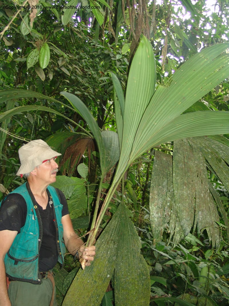 Asplundia, Croat, T 93393--Ecuador. Prov. Los Rios. Cerro Samama, E of Pita. 14 Aug 04. 032 (5).jpg