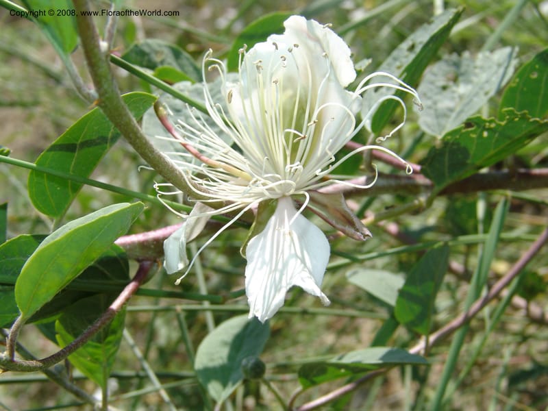 Capparis herbacea--Georgia. Shio Mgvime Monastery road. 12 Jun 05. 160.jpg