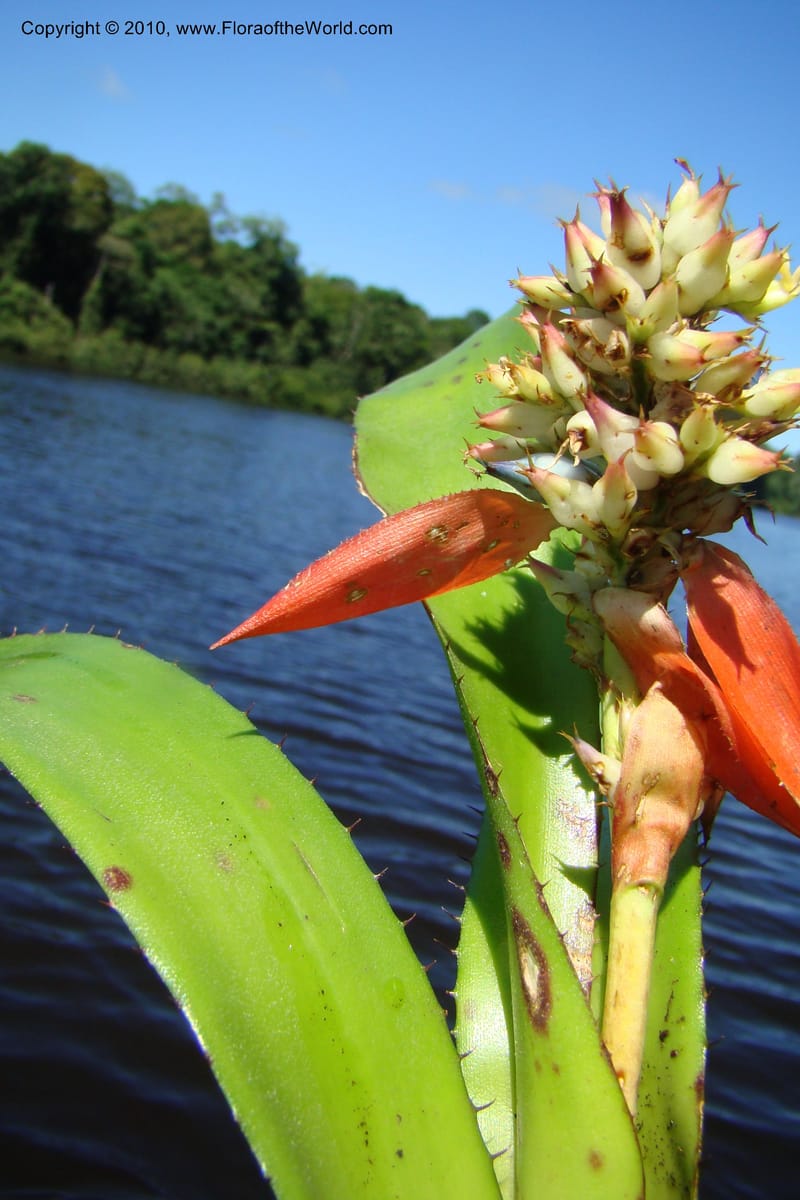 Aechmea, R. Vasquez 34537--Peru. Pacaya Samiria. Yantacocha. 5 Nov 08. 052.jpg