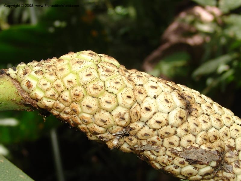Monstera, RVasquez32988--Peru. Pillcopata. Qbda Pini Pini. 29 Oct 07. 515.jpg