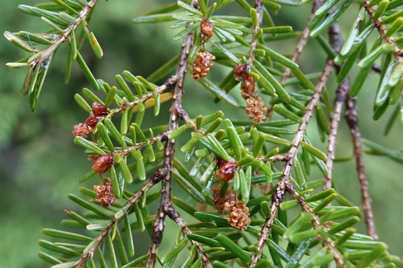 Tsuga chinensis, Tseng Yu-Hsin 1332--Taiwan. Taroko Nat. Park. Mt. Bilu Trail. 21 May 2016.  (197).JPG