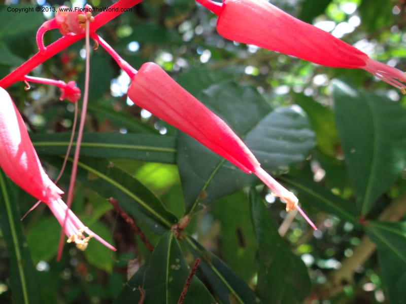 Quassia amara--Australia. Queensland. Cairns B. G. DSC09035 (100).JPG