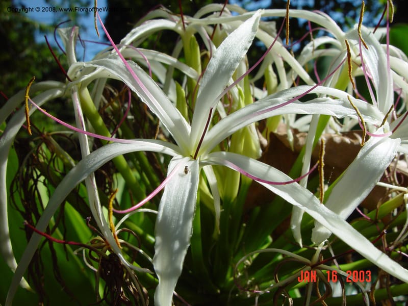 Crinum asiaticum--FL.  Fairchild Tropical Gard. 15 Jan 03.  083.jpg