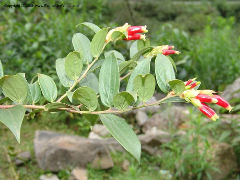 Cavendishia, RVasquez33174--Peru. Cusco. Calca. Lares. Manto. 3 Nov 07. 095.jpg