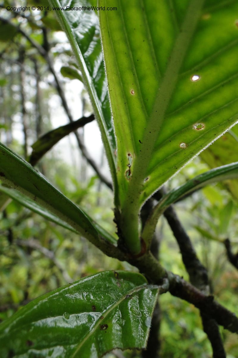 Psychotria, J. Munzinger 6525--New Caledonia. Tchamba River Valley. 15 Feb 2011. 129 (10).jpg
