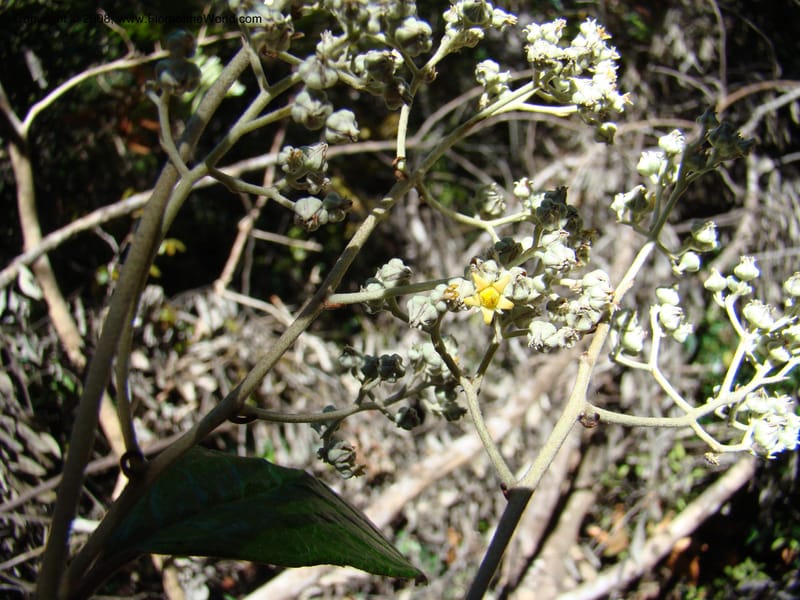 Argophyllum, JMunzinger4653--N.Caled. Dumbea Dam in Dumbea Riv, S of Noumea. 11 Nov 07. 087.jpg