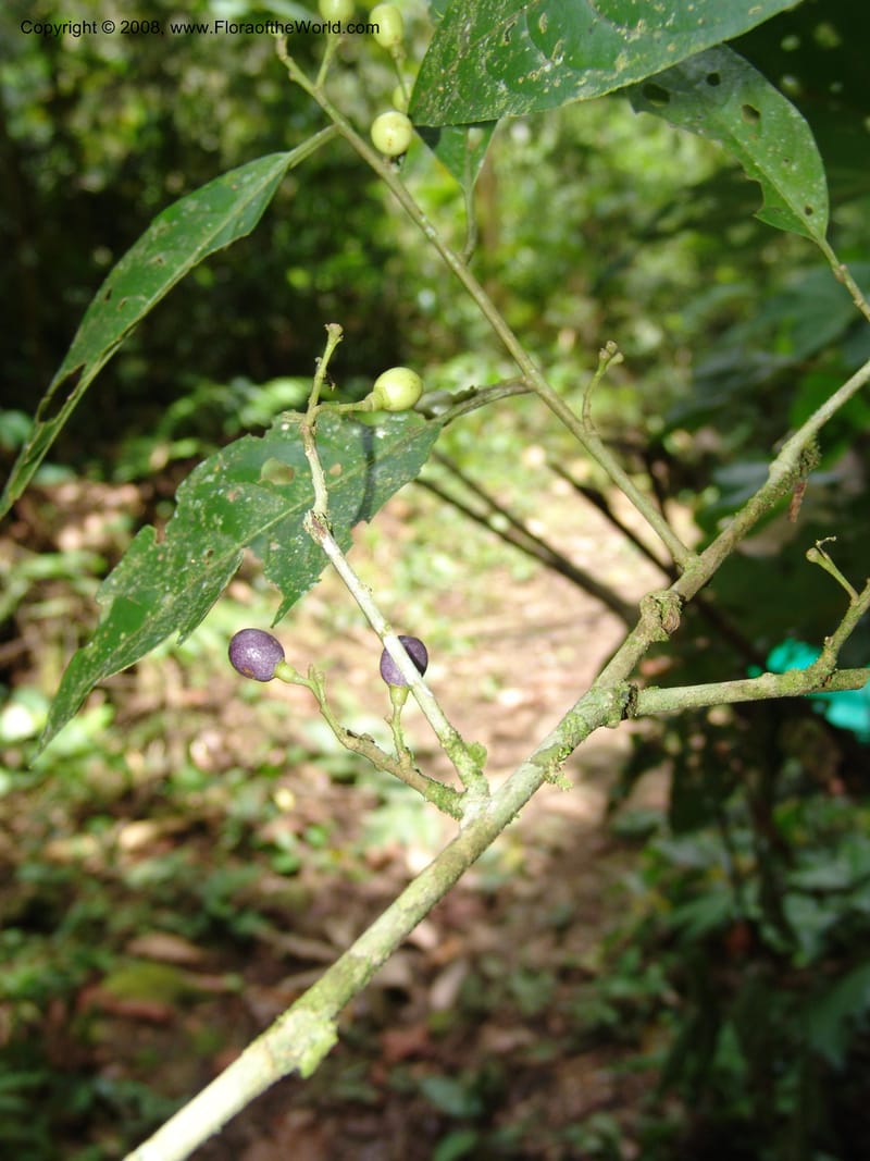 Cestrum, RVasquez32979--Peru. Pillcopata. Qbda Pini Pini. 29 Oct 07. 502.jpg