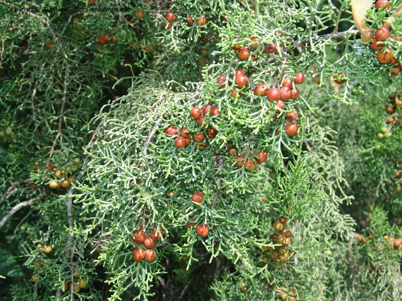 Juniperus phoenicea--France. Paris. Jardin des Plantes. 4 Sep 07. 351.jpg