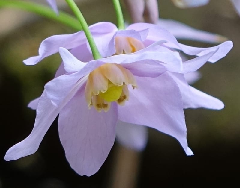 Ranzania japonica--Japan. Myoko Kenmin-no-mori. Hiuchiyama Trial. 27 May 2016.  (183).JPG