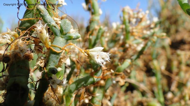 Cuscuta salina, C. Davidson 11802--CA. Alameda Co. Radio Beach, N of Bay Bridge toll plaza. 2 Sept 2010. 220 (34).jpg