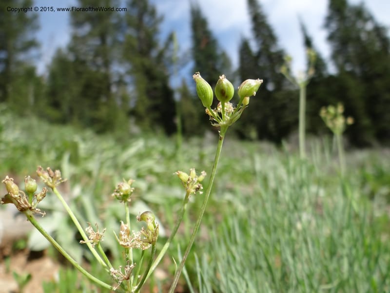 Lomatium graveolens, Mansfield, D 12-598--ID. Bear Lake Co. Mt. Sherman. 13 Jul 2012. DSC03473 (22).JPG