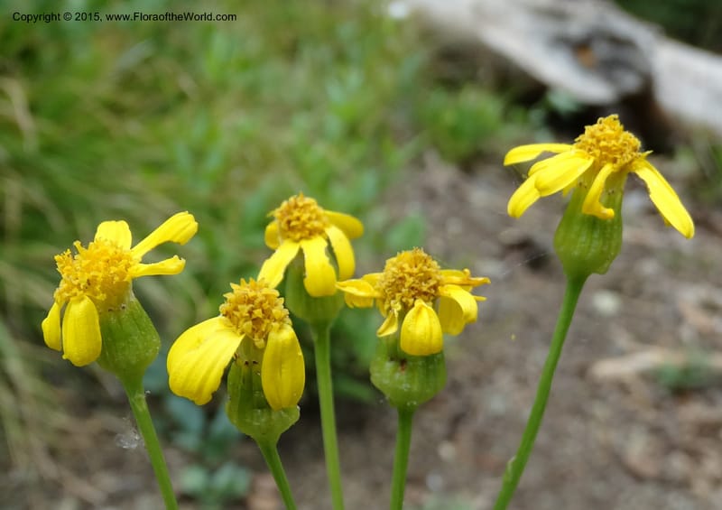 Senecio cymbalarioides, Davidson, C 12633--ID. Idaho Co. Seven Devils Campground. 11 Aug 2014. DSC00412 (95).JPG