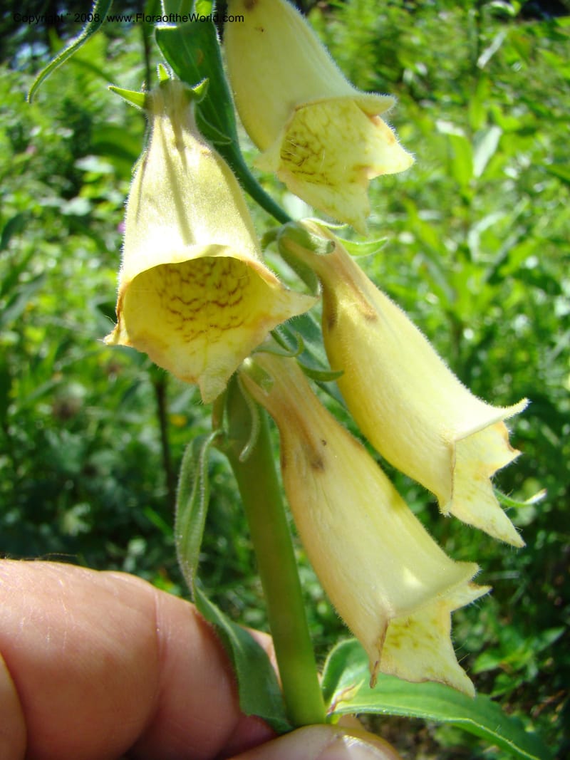 Digitalis grandiflora, CDavidson11255--Slovenia. Gorenska Reg. Velika Planina. 6 Jul 08. 154.jpg