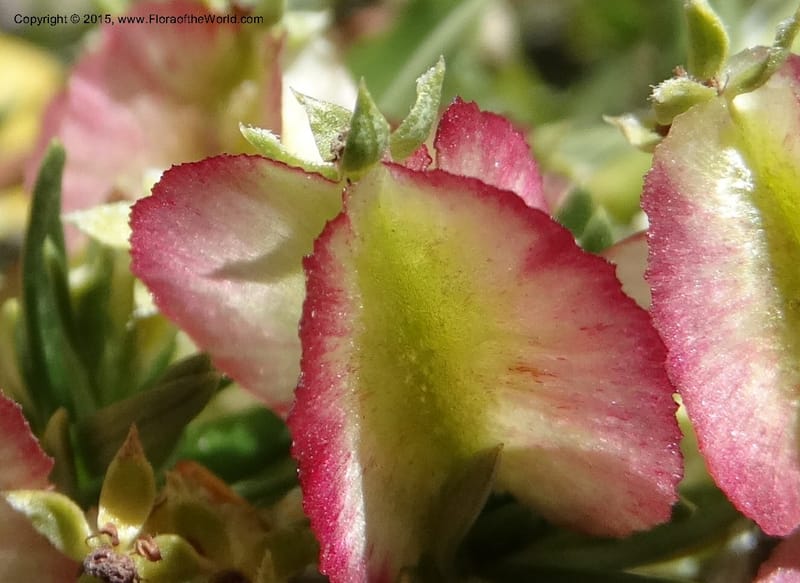 Tetraglochin alatum, Davidson, C 12788--Chile. Ruta 115, to Laguna del Maule. 24 Nov 2014. DSC07486 (295).JPG